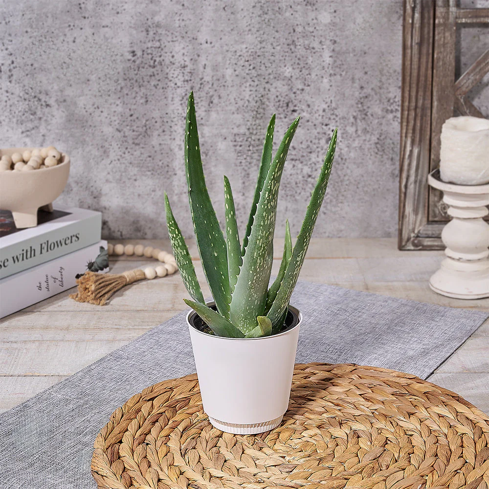 Potted Aloe Vera Plant